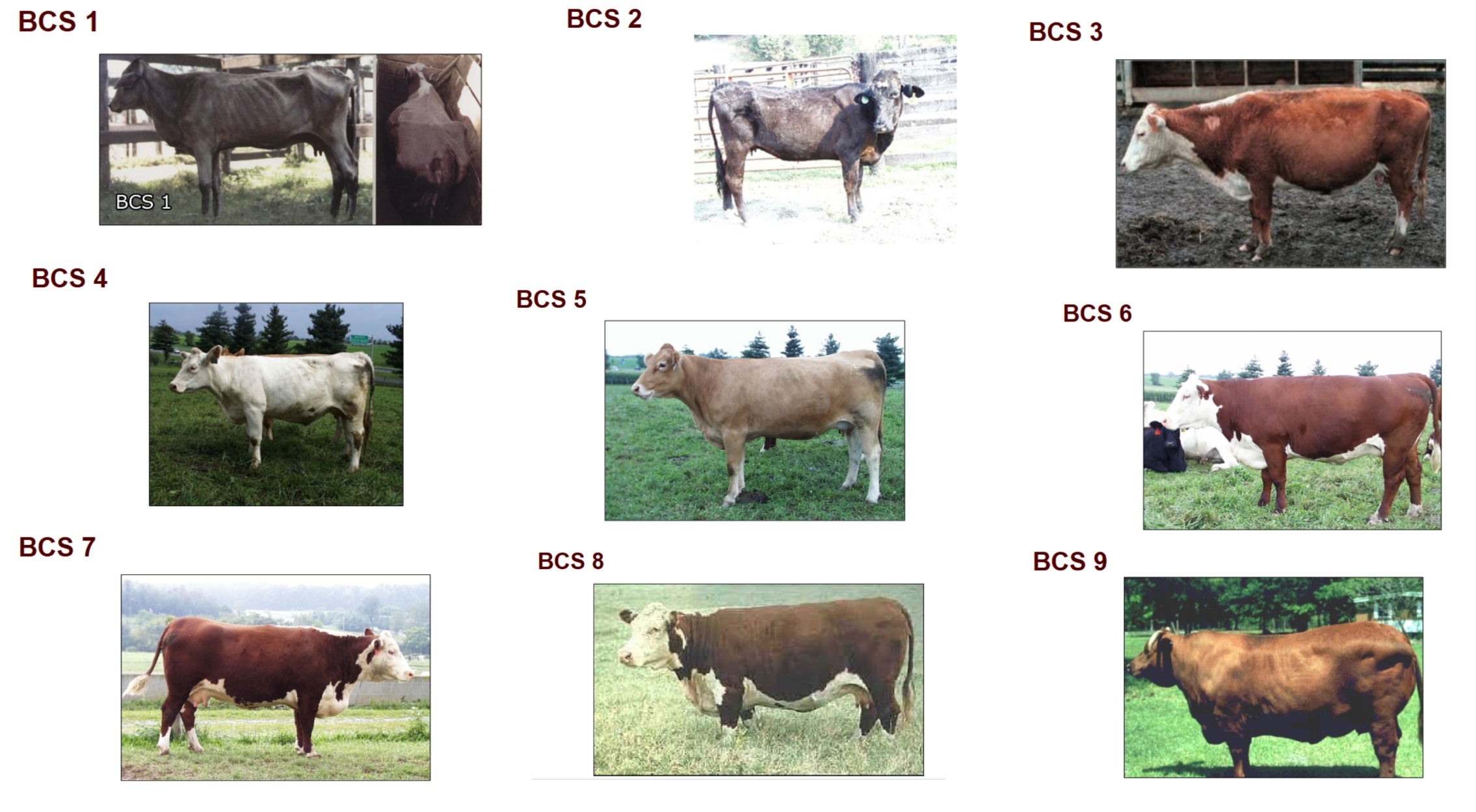 <ul><li><p>Range from 1 to 9</p></li><li><p>Ideal is 5-6 (cows grazing pasture)</p></li><li><p>Many show heifers will be 7-8</p><ul><li><p>Reduces fertility and ability to breed</p></li></ul></li><li><p>Cattle less than a 5 at breeding will have reduced breed back rates</p></li><li><p>Need to be increasing the animals body condition score during breeding season</p></li></ul><div data-youtube-video=""><iframe width="640" height="480" allowfullscreen="true" autoplay="false" disablekbcontrols="false" enableiframeapi="false" endtime="0" ivloadpolicy="0" loop="false" modestbranding="false" origin="" playlist="" rel="1" src="https://www.youtube.com/embed/Q2HeZUgLHqE?si=qPHgac9vMIG_N0oB" start="0"></iframe></div><p></p>