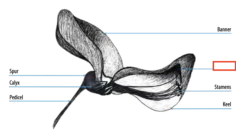 <ul><li><p><span><span>Either of the two lateral petals of a flower of Fabaceae (Pea Family)</span></span></p></li></ul><p></p>
