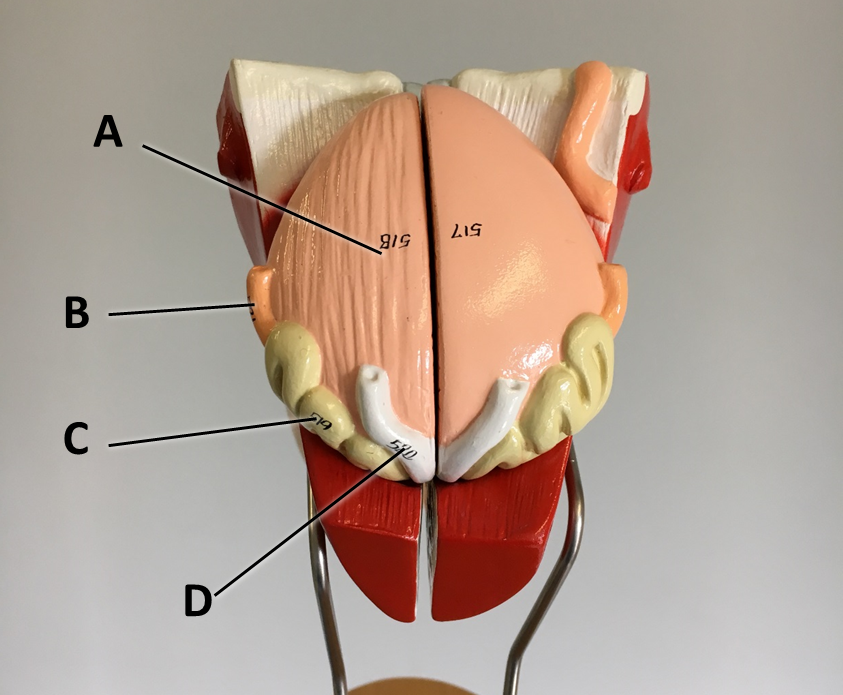 <p><span>Identify the organ labeled with the letter B.</span></p>