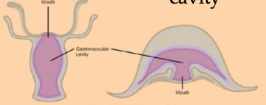 <p><span>gastrovascular cavity</span></p>
