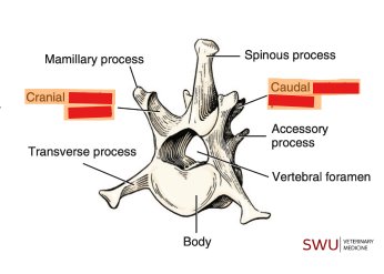<p>Q: In the articular connections, paired …… are present at both the cranial and caudal surface of a vertebra. </p><p>A. transverse processes </p><p>B. spinous processes </p><p>C. articular processes </p><p>D. accessory processes</p>