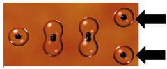 <p>new cells</p>