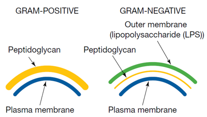<ul><li><p>gram staining - if bacteria cells have peptidoglycan in cell wall, they are gram positive, and become stained purple. if bacteria cells have lPS, they are gram negative, and become stained pink.</p></li></ul><p></p>