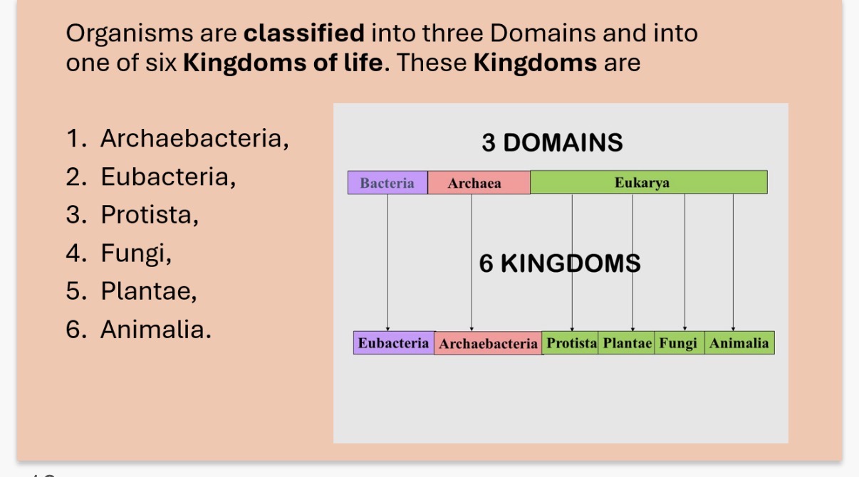 <p><strong>Eukarya domain divided into - 4 kingdoms: all have a nucleus</strong></p><p><strong>Protoctista</strong>: Eukaryotic; may be unicellular, …1? or multicellular; classified here it cannot be placed in any of the other Kingdoms.</p><p><strong>Fungi</strong>: Eukaryotic; have …2? cell wall; made of tubular …3?, forming a thread-like …4?; never have cilia or flagellae; …5?trophic nutrition; reproduce by …6?, produced by mitosis.</p><p><strong>Plantar</strong>: Eukaryotic; have …7? cell wall; photosynthetic; have a complex life-cycle, with 2 stages - a …8?loid sexual stage (gametophyte) and a diploid …9?-forming stage (sporophyte).</p><p><strong>Animalia</strong>: Eukaryotic; no …10? wall; …11?trophic nutrition; zygote forms a …12? (hollow ball of cells); have nervous systems</p>