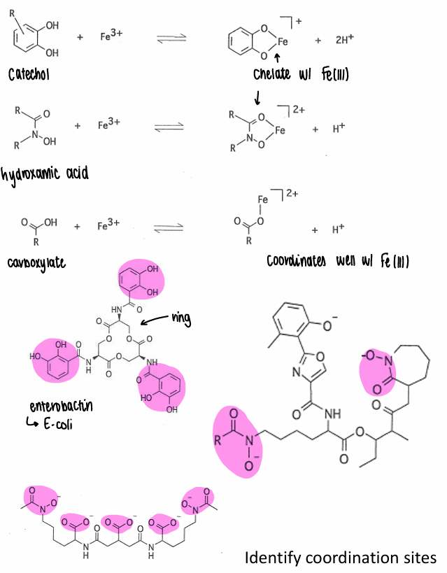 <p>They all contain hard ligands which act as the coordination site.</p>