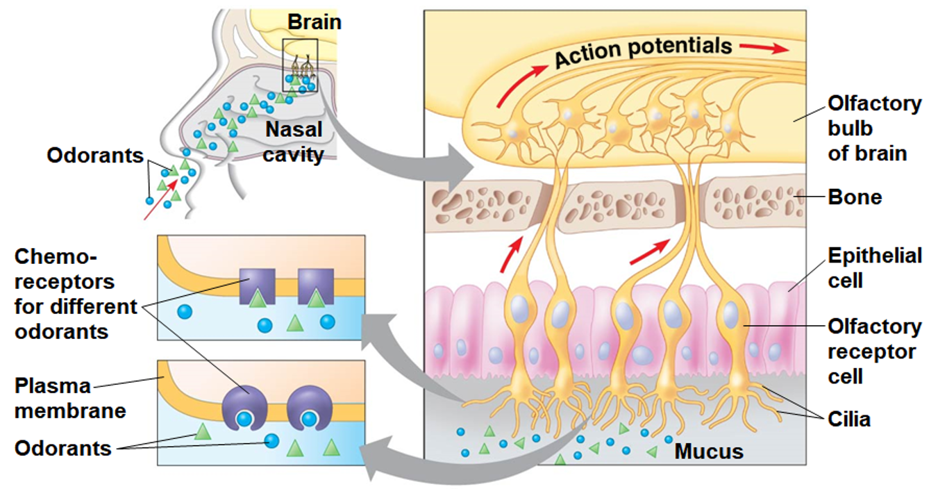 <p>Olfactory receptor cells</p>