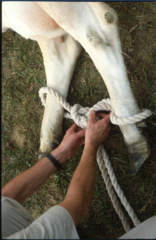 <p>1. tie knot on one end of rope, with enough room for overhand knot to secure</p><p>2. cast cow</p><p>3. approach feet of casted cow from behind or front of cow with outstretched arms</p><p>4. place loops of knot over the dewclaws and pull knot tight</p><p>5. tie an overhand knot with short end</p><p>6. use long end to tie stationary object to keep feet out of way</p>