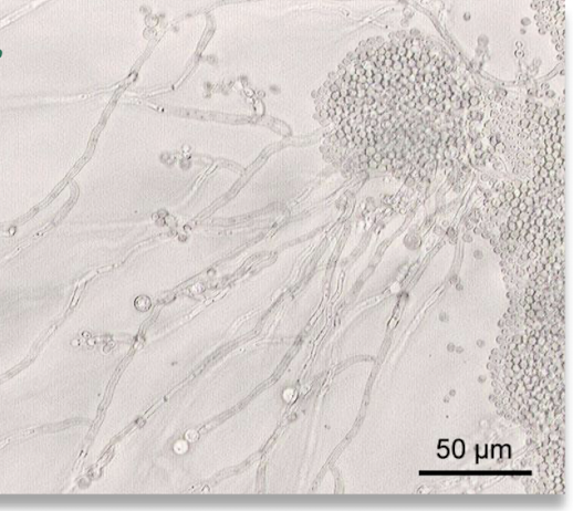 <p>Genus</p>