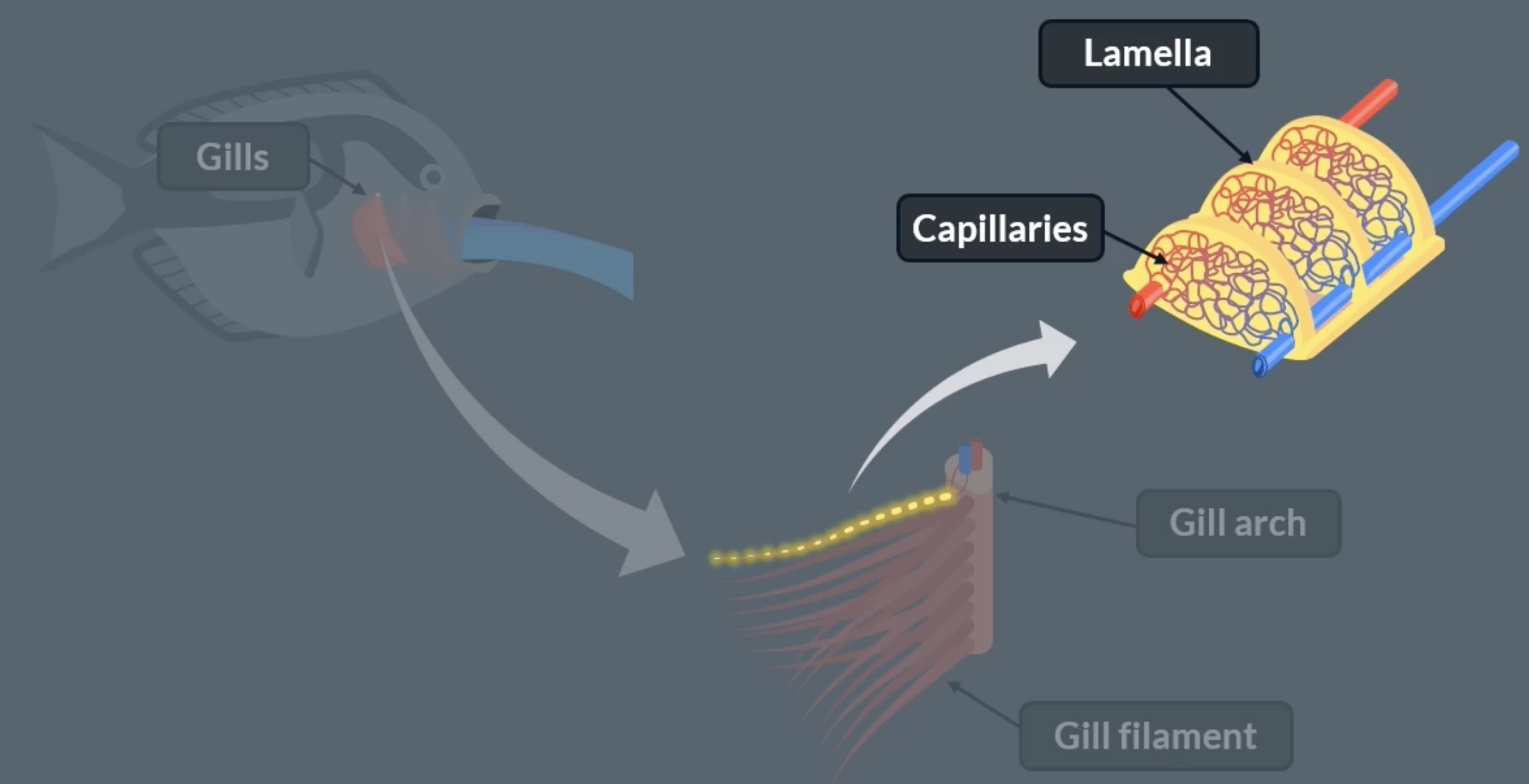 <p>gills are the organ where gas exchange takes place</p><p>water enters the fishes mouth and is pushed put past a flap on either side of the fishes head. beneath each flap is where the gills are found. oxygen diffuses from the water into the fishes blood stream</p><p>each gill has a gill arch, which has a blood vessel running down the centre that branches off to supply each gill filament with blood</p><p>each structure in the gill contains blood vessels</p><p>lamella stick out of the gill filaments surface. all lamella contain a network of capillaries</p>