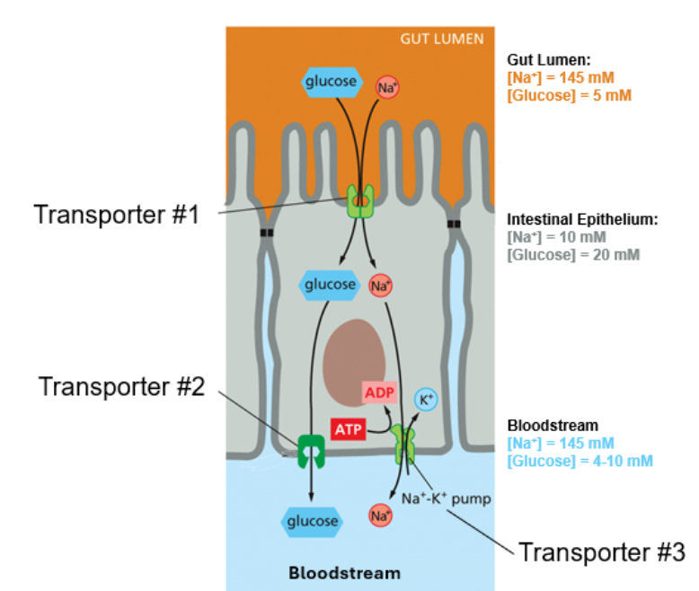<p>When we consume food that contains energy, often in the form of glucose, our bodies use intestinal epithelium cells to import that glucose into the bloodstream. Use the diagram below to answer the following questions about this system: </p><p>Glucose is transported into intestinal epithelium cells by transporter 1 and 2. Which transport is energetically favorable? For each transporter, is glucose transport energetically favorable or unfavorable? Explain why.</p>