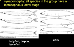 <p>This subdivision includes Eels, tarpon, ladyfish, and bonefsh</p><p>• synapomorphy: all species in the group have a leptocephalus larval stage</p>