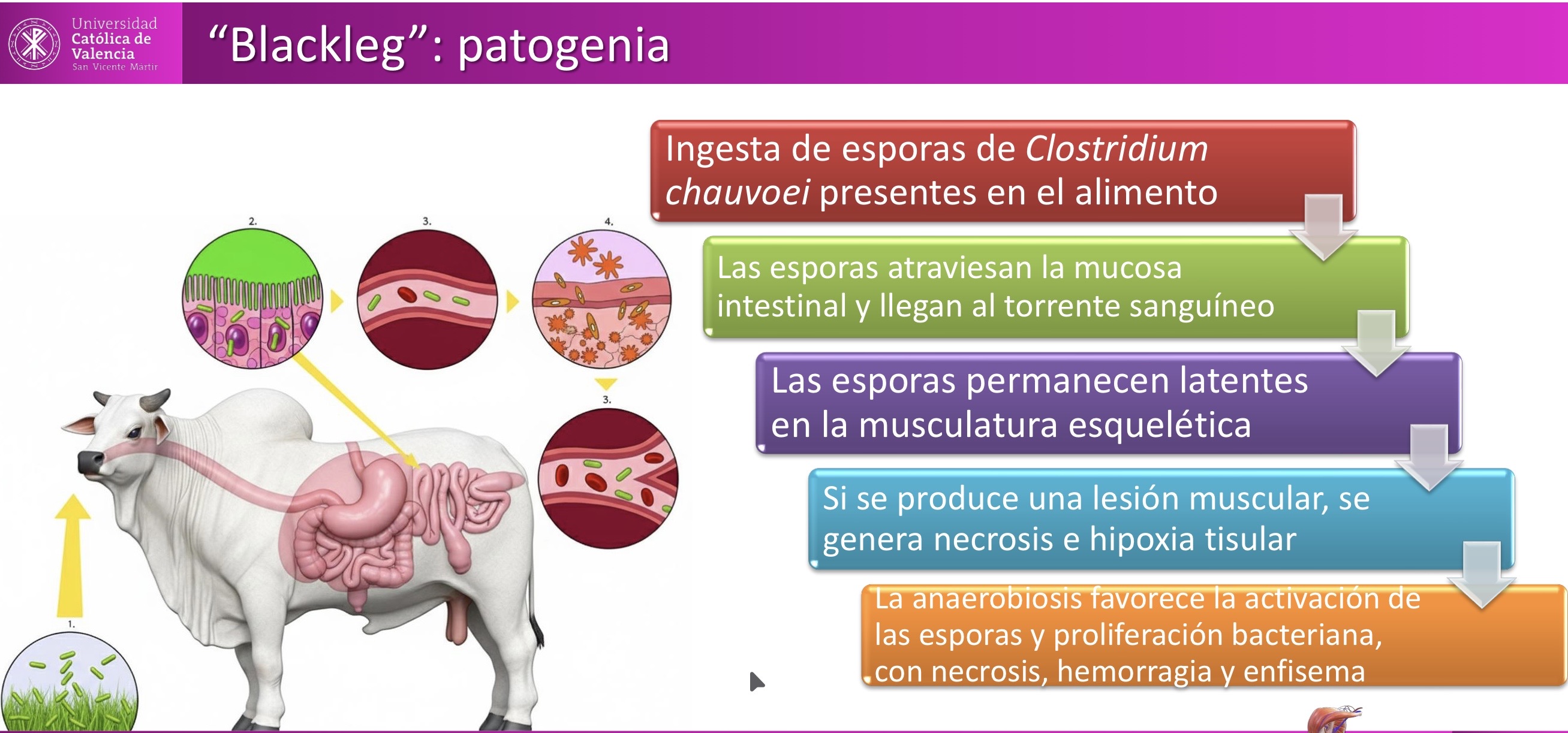 <p>MUSCULO-ESQUELÉTICA: Blackleg producida por clostridium chauvoei</p>