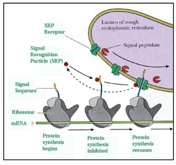 <ul><li><p>ER signal sequence directs the protein to the ER</p><ul><li><p>ER signal sequence: stretch of amino acids within the protein sequence</p></li></ul></li><li><p><mark data-color="yellow" style="background-color: yellow; color: inherit;">signal recognition particle (SRP) </mark>recognizes and binds to the signal sequence</p><ul><li><p>SRP:</p><ul><li><p>composed of 6 polypeptides and an RNA molecule</p></li><li><p>binds to signal sequence on protein being synthesized</p></li></ul></li></ul></li><li><p>binding of the SRP temporarily halts translation of the protein</p></li><li><p>SRP/ ribosome complex is transported to the ER membrane</p></li><li><p>SRP binds to a receptor on the ER membrane</p></li><li><p>SRP is released from the complex and translation resumes</p></li><li><p>as the protein is translated, it is threaded through a pore in the ER membrane <mark data-color="yellow" style="background-color: yellow; color: inherit;">(requires the hydrolysis of GTP)</mark></p><ul><li><p><mark data-color="yellow" style="background-color: yellow; color: inherit;">co-translational import</mark></p></li></ul></li></ul><p></p>