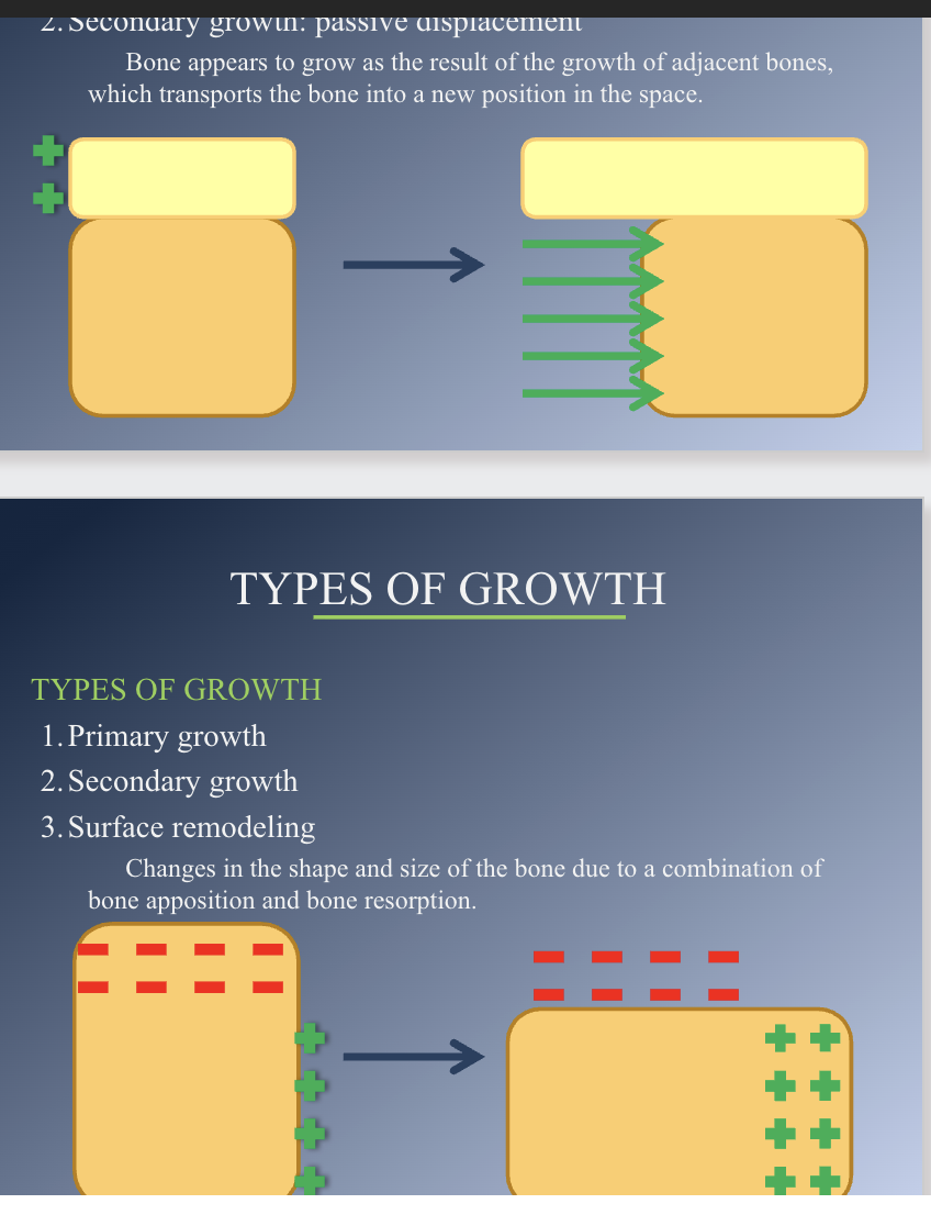 <p>Primary- produced by bone formation on surface of bone</p><p>Secondary: Passive displacement. Bone appears to grow as result of the growth of adjacent bones, which transports the bone into a new position in the space.</p><p>Surface remodeling- Change in shape and size of bone due to combination of bone apposition and resorption.</p>