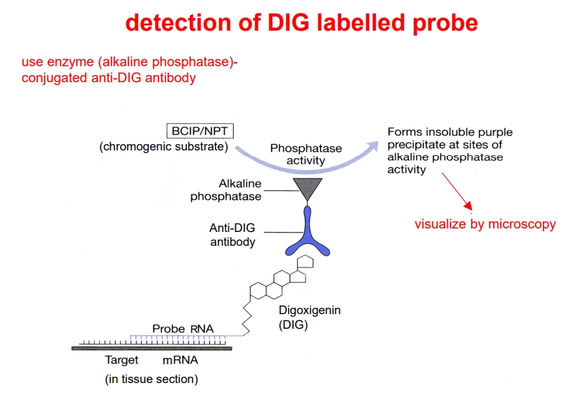 <p>these are used during <strong>in situ hybridisation</strong> (to determine what cells within a tissue express a certain gene)</p><ul><li><p>the <strong>cDNA </strong>for our gene of interest is inserted into a plasmid vector in an <strong>inverted orientation</strong>, such that transcription of the vector produces an <strong>antisense RNA probe</strong></p></li><li><p>this will <strong>hybridise </strong>to the <strong>sense mRNA</strong>, without the need for denaturation, like with a double-stranded probe (absenc2e of sense probe strand prevents the probe re-annealing to itself, decreasing noise)</p></li><li><p>during transcription of this probe, <strong>UTP-DIG</strong> is incorporated (UTP bound to digoxigenin) </p></li><li><p>this can be detected using an <strong>anti-DIG antibody </strong>conjugated to <strong>alkaline phosphatase</strong>, which can convert a <strong>colourless chromogenic substrate</strong> into a <strong>purple precipitate </strong>which can be seen through a microscope</p></li></ul><p></p>