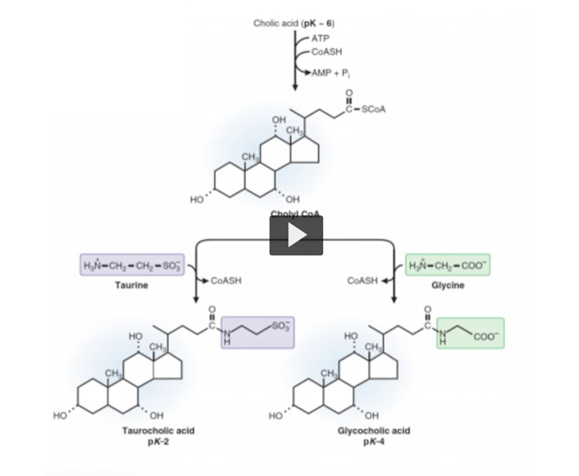 <p>Taurine is an amino acid that is not found among the amino acids used in the genetic code. </p><p>Taurine has a simple chemical structure of an amino group and a sulfonic acid group. </p><p>Notice that there is NO carboxyl group. </p><p>Then there is glycine, which is a smaller amino acid. </p><p>Taurine and glycine are two examples of two amino acids reacting with Cholyl CoA </p><p>The reaction between choline and taurine produces taurocholic acid. The reaction of Cholyl CoA and glycine produces glycocholic acid. </p><p>Remember that you identify conjugated vs unconjugated bile salts by looking at the carboxyl group. Notice that the pKas are two for taurocholic acid and four for glycocholic acid. The low pKa means 100% of these molecules at physiological pH are negatively charged </p>