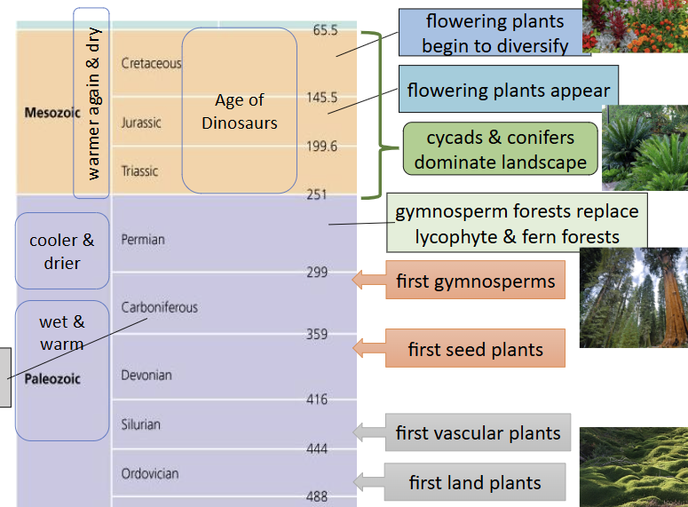 <ul><li><p><span style="background-color: transparent;">Seed plants are the <u>Gymnosperms</u> and <u>Angiosperms</u></span></p></li></ul><ul><li><p><span style="background-color: transparent;">Seed plants first appeared 305–465 MYA</span></p></li></ul><ul><li><p><span style="background-color: transparent;"><u>Angiosperms</u> (flowering plants) are the most recently evolved plants</span></p></li></ul><p></p>
