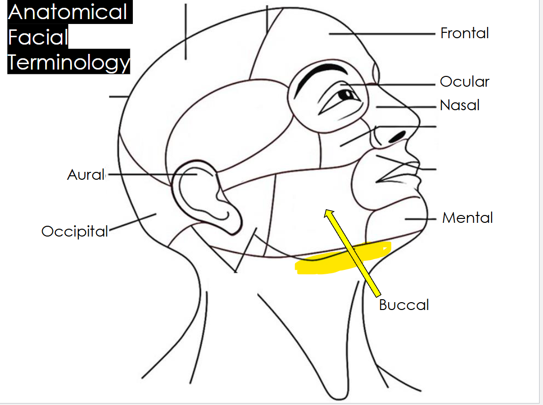 <p>Zygomatic</p><p>The cheekbone area, below and to the side of the eye</p>