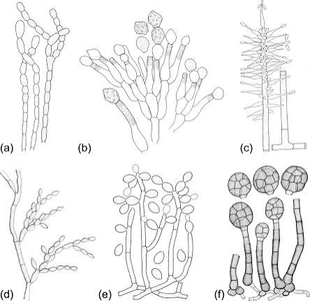 <p>sac fungi; phyla of fungi; 30,000 species (morels, truffles, yeasts); septate hyphae; conidiophores w/ conidia spores- asexual; ascocarp- sexual (dikaryotic hyphae are reproductively active- produce a diploid zygote then meiosis and mitosis it to produce 8 haploid ascospores); penicillium</p>