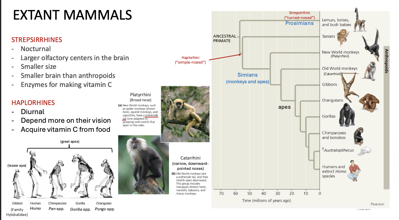 <p>PRIMATES GROUPS (2) SH</p>