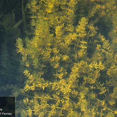 <p>Commonly known as Muskgrass. </p><p class="has-focus">It is a genus of alga, more properly, a multi-cellular macro-alga.</p>