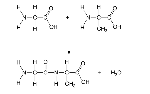 <p>Figure 1 represents a common process that occurs in organisms.</p><p class="stem_paragraph">Which of the following is an accurate description of the process shown in Figure 1 ?</p><p>A) The linking of amino acids with an ionic bond as an initial step in the protein synthesis process</p><p>B) The formation of a more complex carbohydrate with the covalent bonding of two simple sugars</p><p>C) The hydrolysis of amino acids with the breaking of covalent bonds with the release of water</p><p>D) The formation of a covalent peptide bond in a dehydration synthesis reaction</p>