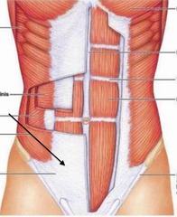 <p>tendinous sheet that attaches a broad (over a larger area, rather than as a cord), flat muscle to another or to several bones of the skeleton</p>