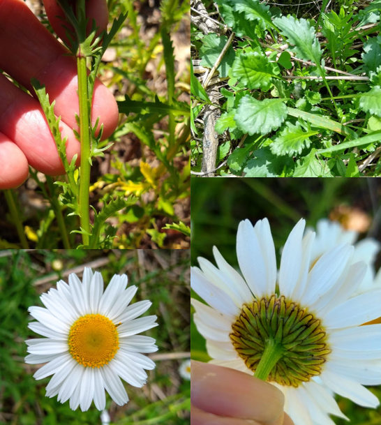 <p><em>Leucanthemum vulgare</em></p>