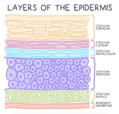 <p>Come Lets Get Some Beers/Come Lets Go Sun Bathing</p><p>stratum Corneum</p><p>stratum Lucidum </p><p>stratum Granulosum</p><p>stratum Spinosum </p><p>stratum Basale</p>
