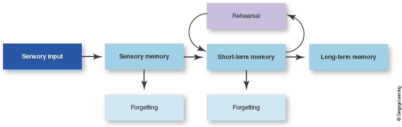 <p>Multistore model of memory</p>