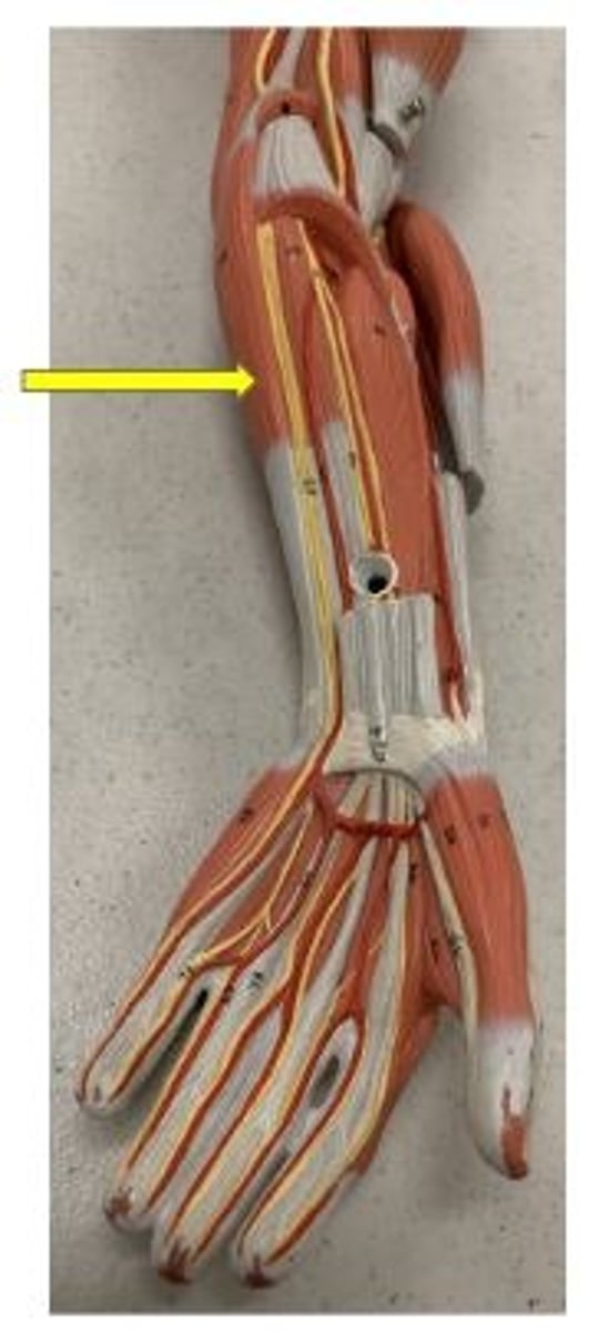 <p>flexes wrist and adducts hand</p>