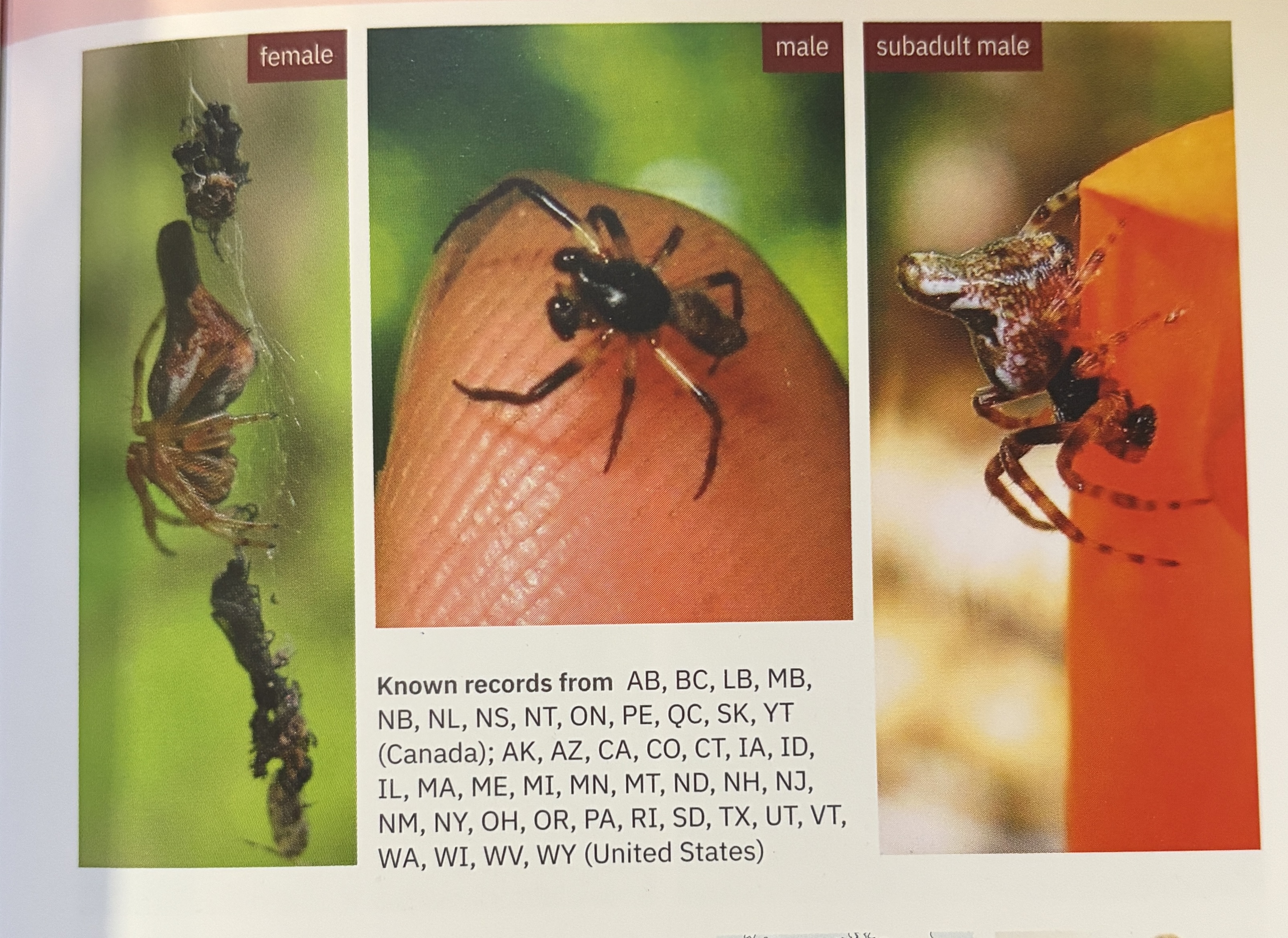 <p>Cyclosa sp. - “trashline orbweavers”</p><p>family: Araneidae</p>
