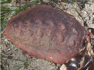 <p><strong>FILO<br>CLASE</strong><br><strong>FAMILIA</strong><br><strong>GÉNERO</strong><br><strong>NOMBRE COMÚN<br>CARACTERÍSTICAS</strong><br><strong>RÁDULA<br>ALIMENTACIÓN<br>HÁBITAT</strong></p>