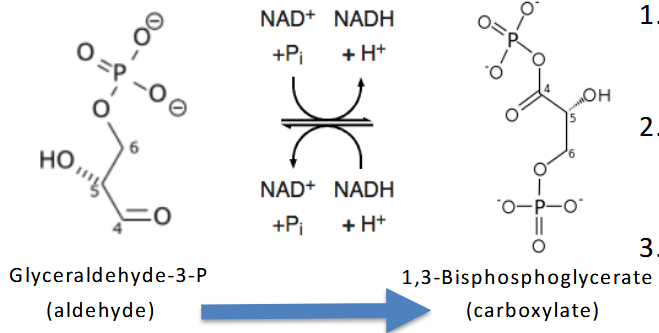 <p>G3P → 1,3-bisphosphoglycerate</p><p>Two Step Reaction:</p><p>1. Highly exergonic oxidation of aldehyde</p><p>to carboxylic acid coupled to Reduction</p><p>of NAD+</p><p>2. Highly endergonic transfer of inorganic</p><p>phosphate to yield high energy</p><p>compound 1,3-BPG</p><p>3. NOTE: Reaction requires oxidized form</p><p>of NAD</p><p>Although the sum of the DG of</p><p>The reaction is somewhat</p><p>unfavorable, the next reaction</p><p>quickly removes 1,3-BPG and</p><p>thus decreases Q and lowers</p><p>overall DG</p>