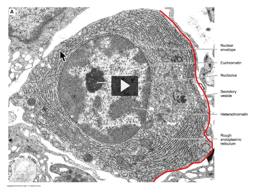 <p>-membrane of the cell. </p>