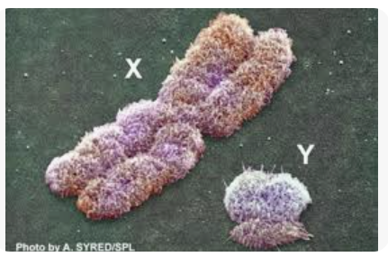 <p>x chromosome</p>