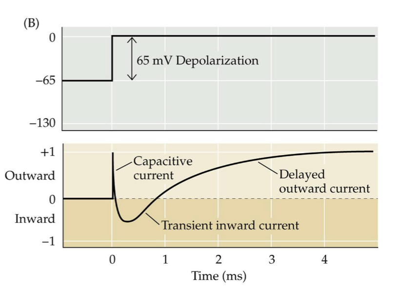 <p>What current response follows a <strong>depolarizing</strong> voltage step in a squid axon?</p>