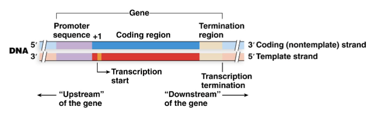 <ul><li><p>Controls the access of RNA polymerase to the gene</p></li></ul><ul><li><p>Is immediately upstream (5’) to the start of transcription, referred to as the +1 nucleotide</p></li></ul><p></p>