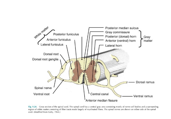 <p>where is the spinal cord located</p>