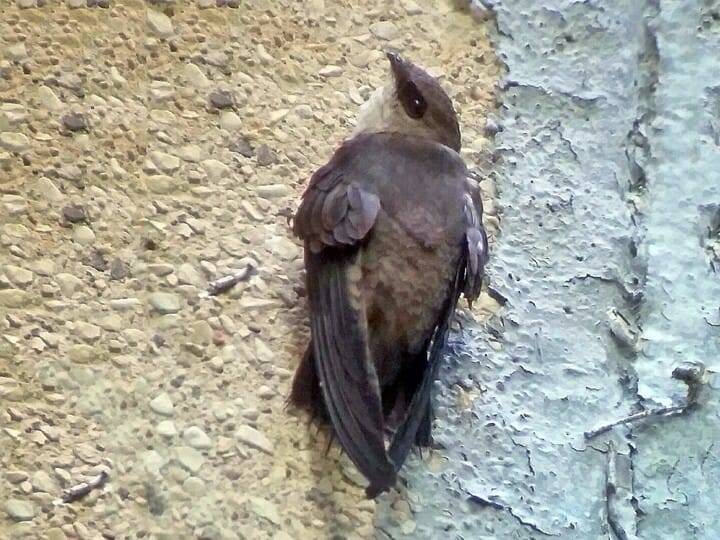 <p>Chimney Swift</p>