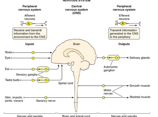 <p>brain, spinal cord, eyeballs</p>