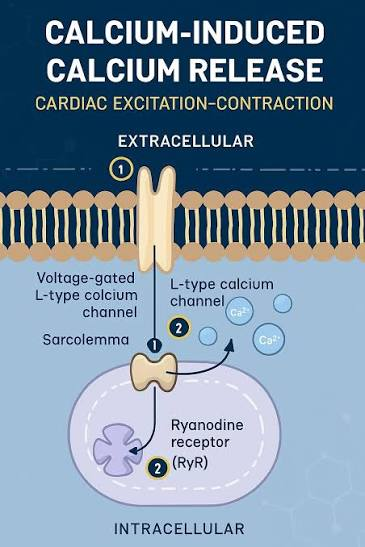 <p>What is the role and source of calcium and ATP in contraction and relaxation of skeletal muscle</p><p>cells?</p>