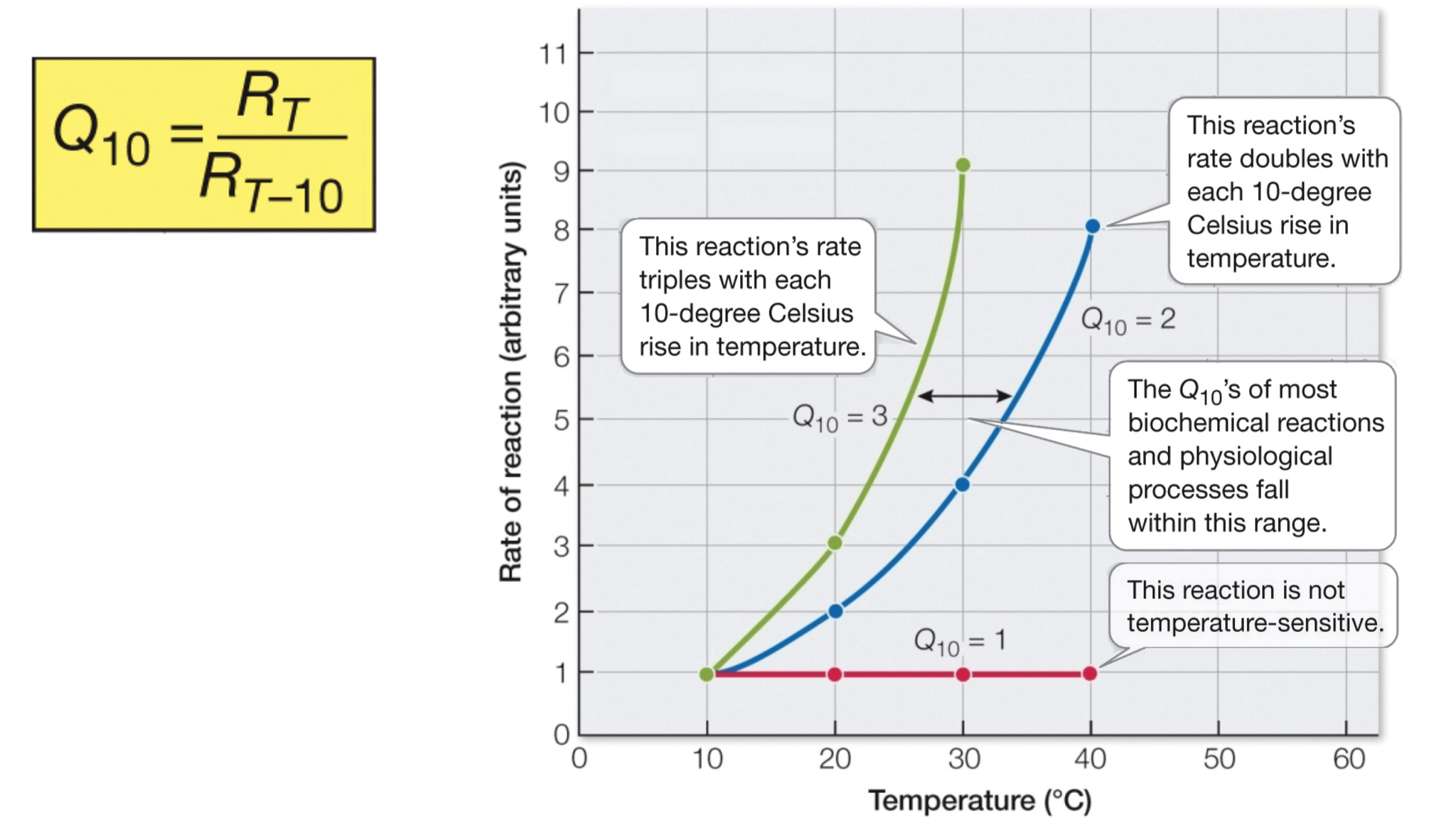 <ul><li><p>Q10  - variable which denotes the rate of change of a reaction over a 10 degree change in temperature.</p></li><li><p>if we take the rate of reaction at a particular point and then we see what it was, was at 10 degrees cooler, by dividing the particular point by 10 degrees</p></li><li><p>If we have no change in our Q10, it's not temperature sensitive.</p></li><li><p>Most biological reactions sit somewhere between Q10 = 2 (reaction rate doubles with each 10 degree C rise in temp) and 3, (reaction rate triples with each 10 degree C rise in temp) but some are down around the 1 (reaction is not temp sensitive) </p></li></ul><p></p>
