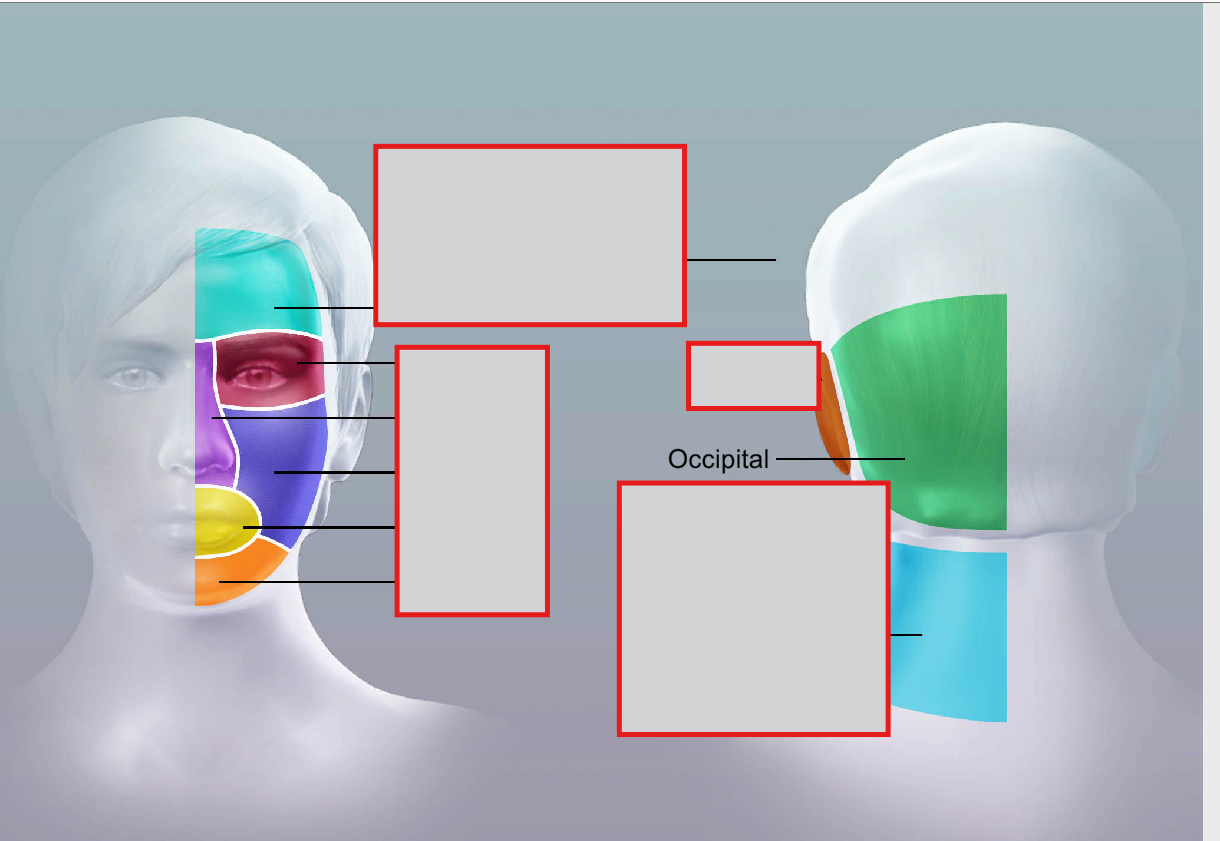 <p>occipital</p>