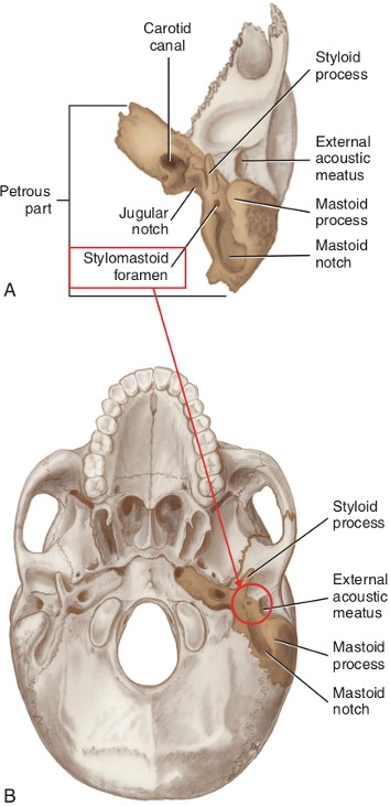 <p>Mastoid notch</p>