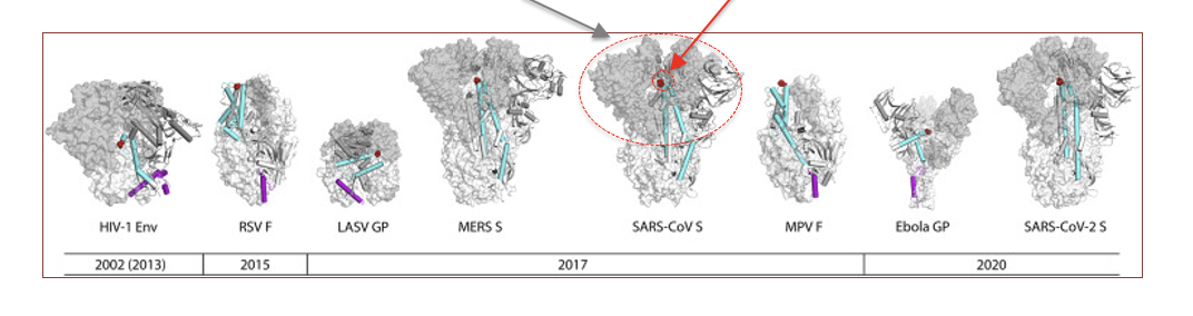 <p><span>changing 2 sites to prolines stabilized pre-fusion structures, enhancing vaccine efficacy by stimulating production of stronger neutralizing antibodies (prolines are red circles).&nbsp; Nabs antigenicity shown in grey.</span></p><ul><li><p><span><em>Grey area shows where neutralizing antibodies bind</em></span></p></li><li><p><span><em>Switching 2 aa for prolines, locks many viral surface proteins involved in fusing to cell into the pre-fusion conformation.&nbsp; This allows raising antibodies that will act as neutralizing; i.e., prevent attachment to cell.</em></span></p></li></ul><p></p>