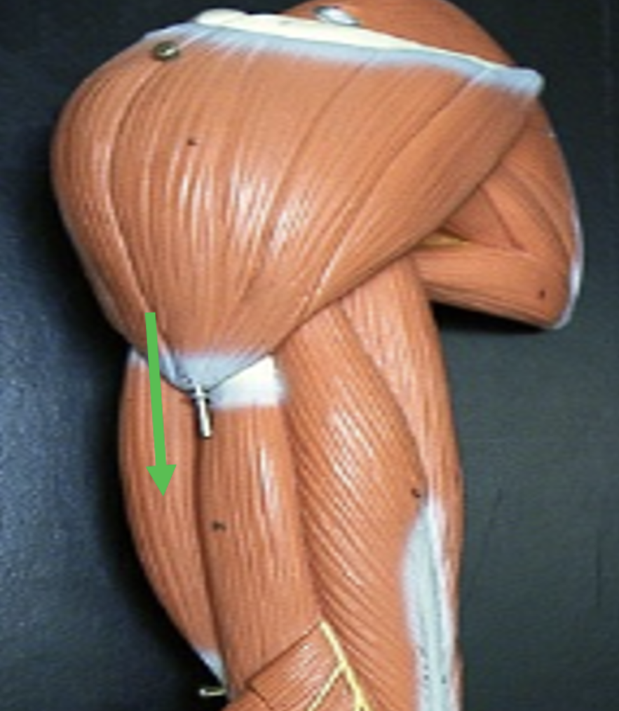 <p>Identify the muscle indicated by the pointer.</p>