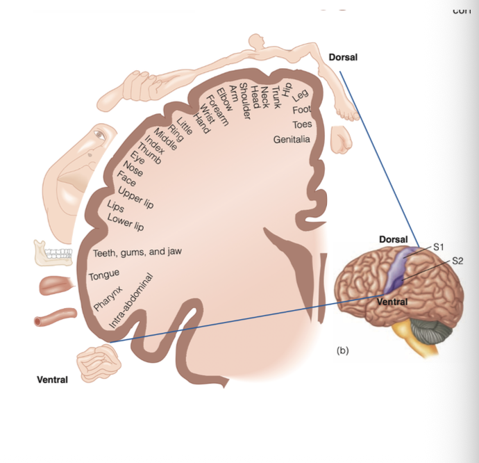 <ol><li><p> from the thalamus signals travel to the somatosensory receiving area (S1) in the parietal lobe of the cortex and possibly to the secondary somatosensory cortex (S2)</p></li><li><p>signals also travel between S1 and S2 and vice versa to additional somatosensory areas </p></li><li><p>the homunculus shows that some areas of the brain are represented by a disproportionately large area of the brain</p></li></ol><p></p>