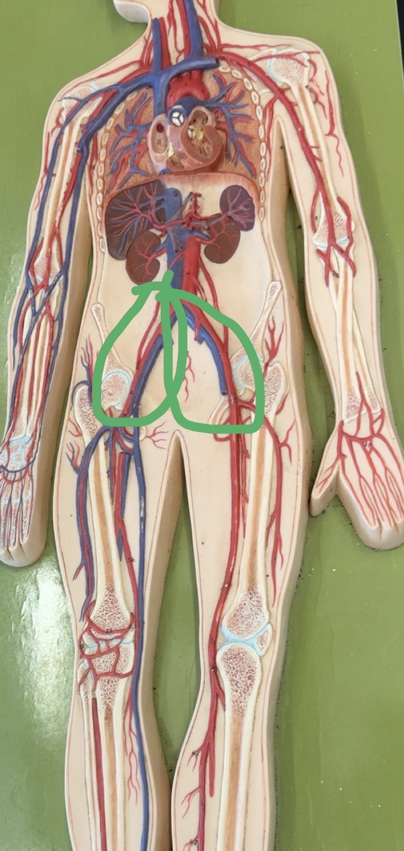 <p>What is the circled artery/vein</p>
