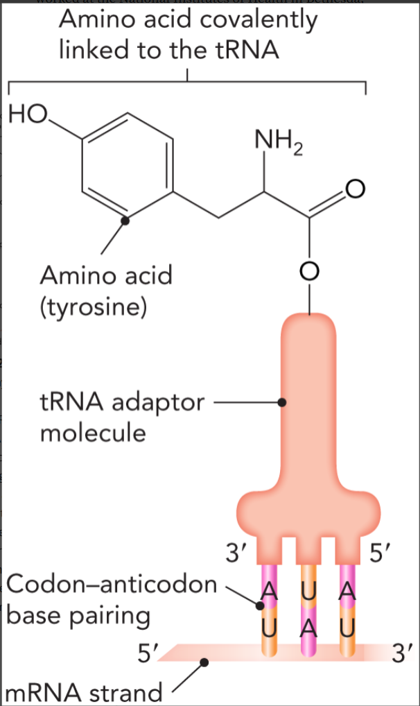 <ul><li><p>provides a physical connection between the DNA-RNA genetic code and amino acids</p></li><li><p>the driving force for protein synthesis; allows for formation of peptide bond to be thermodynamically favorable </p></li></ul><p></p>